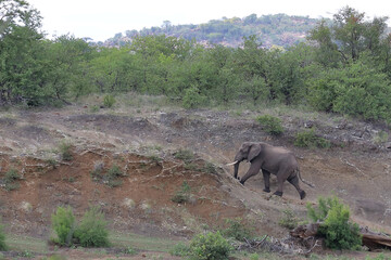Afrikanischer Elefant / African elephant / Loxodonta africana