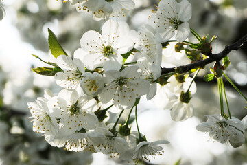 Süßkirsche,  prunus avium,  Blüte