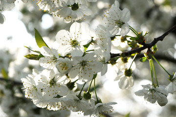 Süßkirsche,  prunus avium,  Blüte