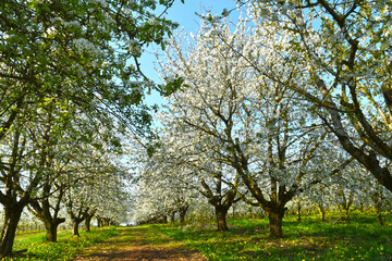 Süßkirsche,  prunus avium,  Blüte