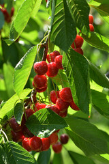 Süßkirsche,  prunus avium