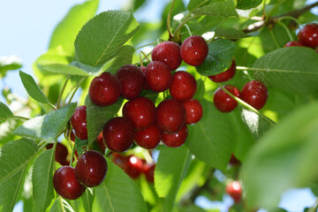 Süßkirsche,  prunus avium