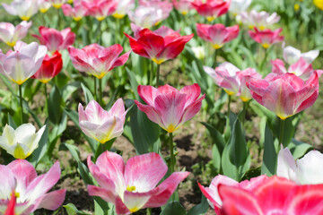 Beautiful tulip flower garden. The Expo 70 Commemorative Park, Osaka, Japan