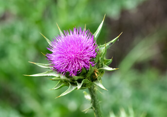 wild plants, wild thorn photos