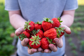 Handful of the big tasty strawberries. Planting strawberry in the garden. Gathered berries, giant...