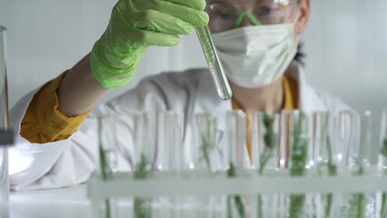 Woman scientist wearing a lab coat, green gloves and mask holding a test tube with plants inside,...