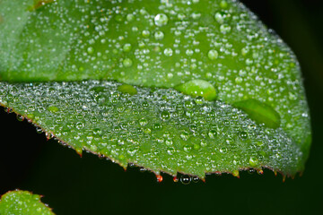 Tau, Tautropfen, Wassertropfen