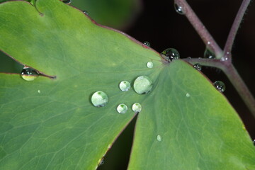 Tau, Tautropfen, Wassertropfen