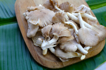 Oyster mushroom or lung oyster