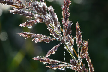 Tau, Tautropfen, Wassertropfen