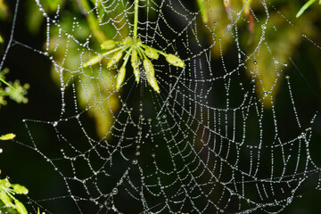 Tau, Tautropfen, Wassertropfen