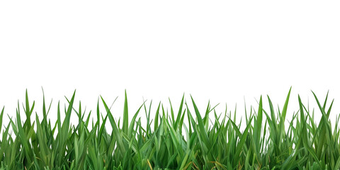 Lush fresh green grass border isolated on a transparent background for nature, gardening, and landscape decoration projects