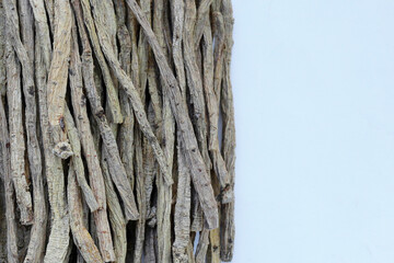 Dang Shen or Codonopsis pilosula, Chinese herbal medicine