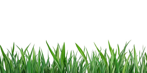 Fototapeta premium Lush fresh green grass border isolated on a transparent background for nature, gardening, and landscape decoration projects