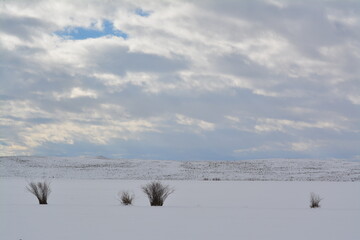 Willows in a Winter Field
