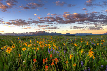 A field of wildflowers with mountains in distance Colorado