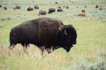 Bison Sticking Tongue Out