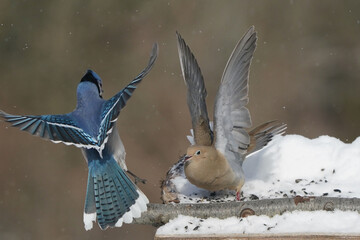 Jays and Mourning Doves and Red Bellied fighting over food