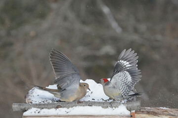 Jays and Mourning Doves and Red Bellied fighting over food