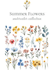 summer wild flower watercolor collection for cards and designs