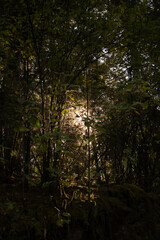 Naklejka premium sunshine in the middle of the forest