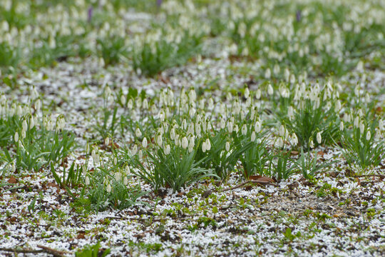 Wetter, Witterung, Graupel