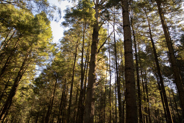 Sunlight in the forest, tranquility outdoors