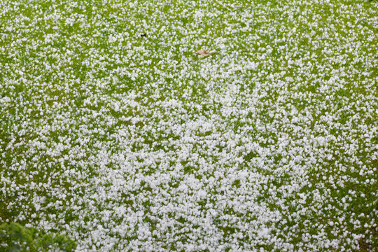 Wetter, Witterung, Graupelschauer