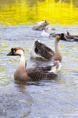 Flock of geese on green grass in the park