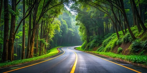 Fototapeta premium Scenic Asphalt Road Winding Through Lang Biang National Park, Vietnam - Yellow Lane Markers & Lush Trees