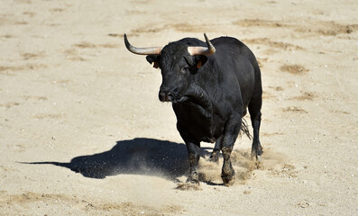 un toro negro con grandes cuernos en un espectaculo taurino en españa