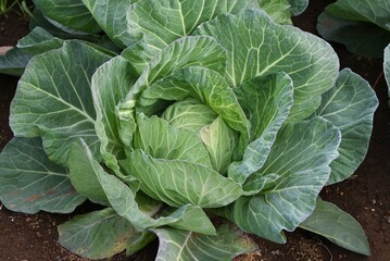 Cabbage cultivation. Recently in Japan, due to bad weather, cabbages are selling for three times the usual price, which is putting a big strain on household finances.