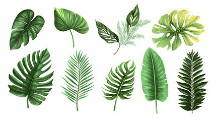 Fototapeta premium Collection of various green tropical leaves isolated on white background. Aether-Filled Caverns. Illustration