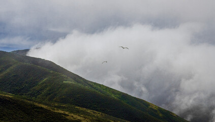 Seagulls in the mist.  Fast moving coastal marine layer fog bank along famous Big Sur Coast.