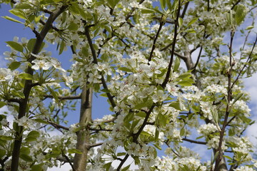 Pattern - White blossoms, flowers of the wild flowering trees, in the sunshine in the spring - 1 - Vilnius, April 2024