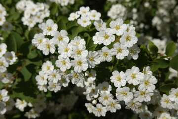 White flowering spiraea shrub in the spring - Vilnius, May 2024