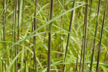 Pattern - Wildland: greenery, bents, grasses, herbs, sedges - 9 - Vilnius, August 2024