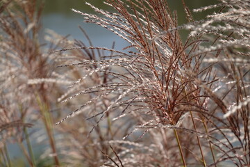 Pattern - Wildland: greenery, bents, grasses, herbs, sedges - 23 - Vilnius, September 2024
