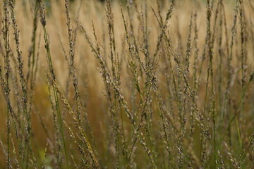 Pattern - Wildland: greenery, bents, grasses, herbs, sedges - 12 - Vilnius, August 2024