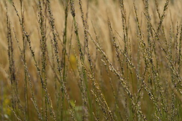 Fototapeta premium Pattern - Wildland: greenery, bents, grasses, herbs, sedges - 11 - Vilnius, August 2024