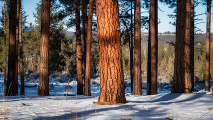 Ponderosa Pine trees and Juniper trees in the snowy forest in CentralOregon