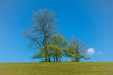 Wiosna
