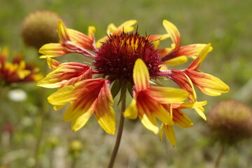Blossom, flower of the colorful Gaillardia grandiflora, Fanfare, blanket flower in the summer - 1 -...