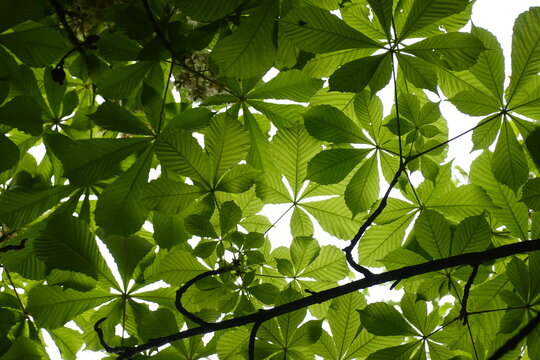 Pattern - Horse chestnut, buckeye, conker tree leaves, leafage, foliage view looking from the ground, bottom up - 1 - Vilnius, May 2024