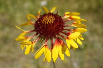 Blossom, flower of the colorful Gaillardia grandiflora, Fanfare, blanket flower in the summer - 5 - Vilnius, June 2024