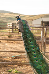 Obraz premium Vibrant Peacock Perched on Metal Fence in Sunny Wyoming Ranch Setting