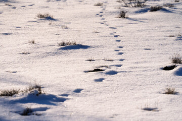 Ponderosa Pine trees and Juniper trees in the snowy forest in CentralOregon