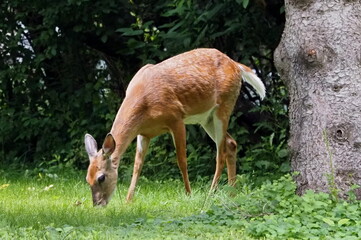 white-tailed doe feeding