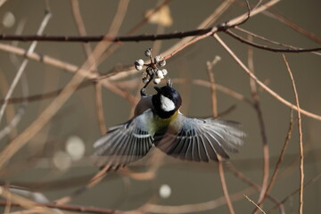 Japanese tit or Cinereous Tit (Parus cinereus minor) male in Japan.