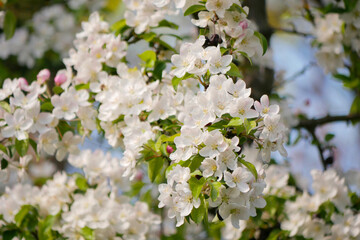 Sakura cherry tree blossom in Vienna. Spring concept